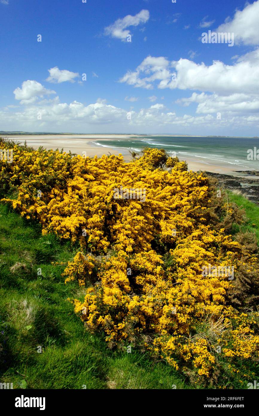 Gorse (Ulex europaeus) an der Küste, Budle Bay, County Northumberland, England Stockfoto