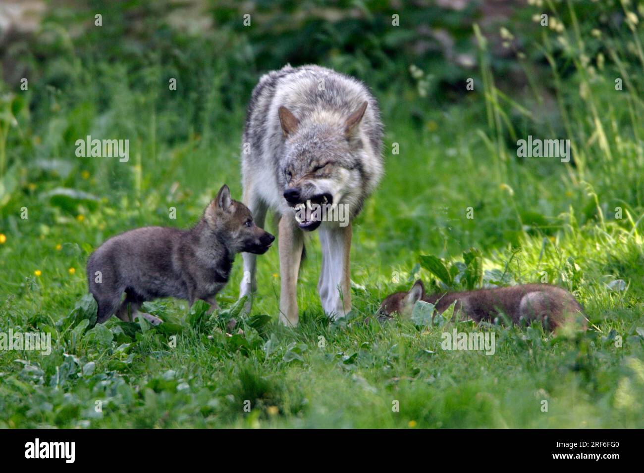 Wolf mit Jungen (Canis Lupus), beruhigende Signale, Junges Stockfoto