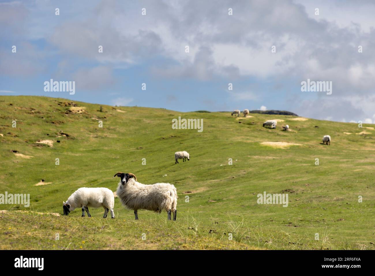 Ein Schaf auf der Insel Colonsay, Schottland Stockfoto