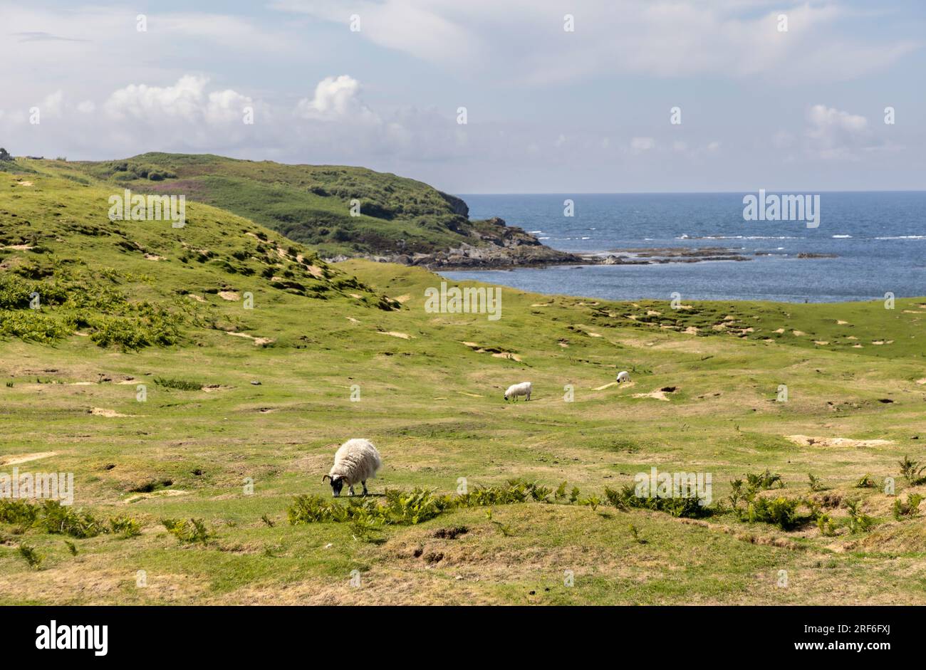 Ein Schaf auf der Insel Colonsay, Schottland Stockfoto
