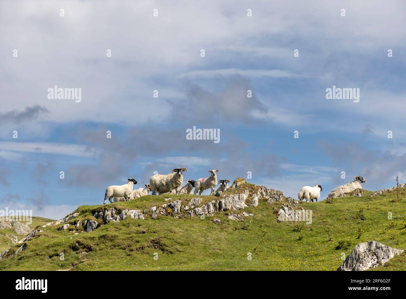 Ein Schaf auf der Insel Colonsay, Schottland Stockfoto