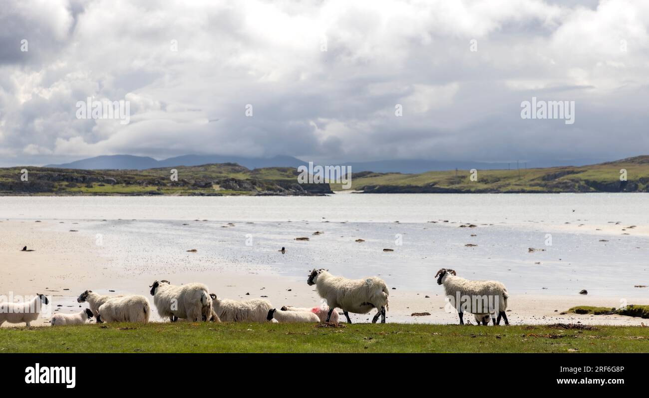 Ein Schaf auf der Insel Colonsay, Schottland Stockfoto