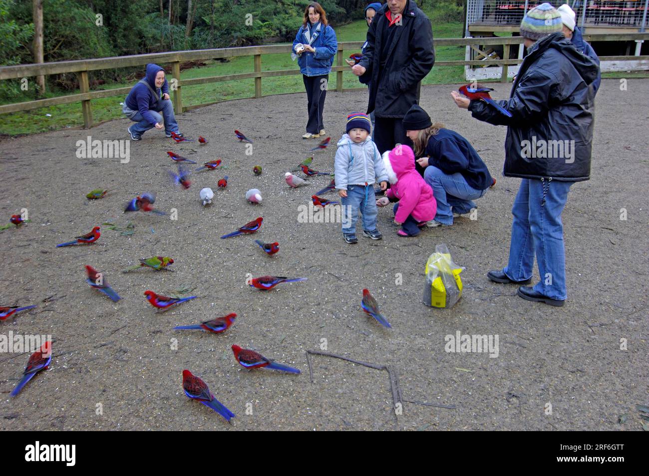 Touristen füttern Papageien, Victoria (Eolophus roseicapillus) (Cacatua roseicapilla), Crimson rosella (Platycercus elegans), Pink Cockatoo, Australien Stockfoto
