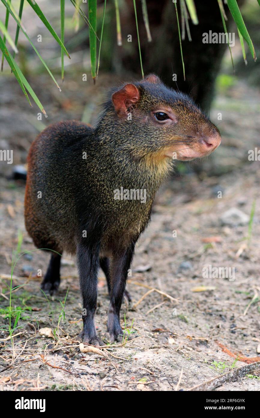 PACA (Agouti) (Dasyprocta aguti) Stockfoto