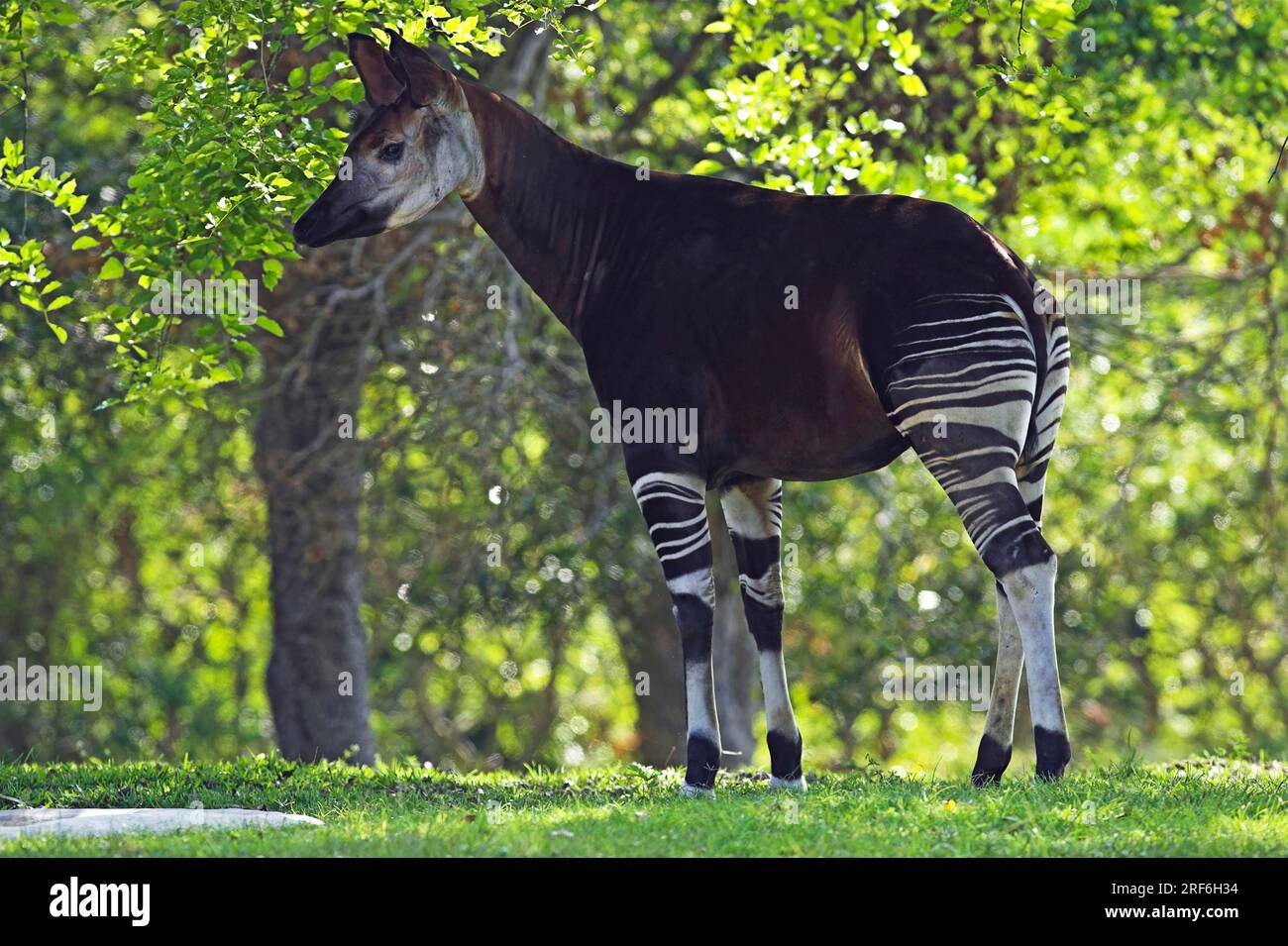 Tier okapi -Fotos und -Bildmaterial in hoher Auflösung - Seite 2 - Alamy
