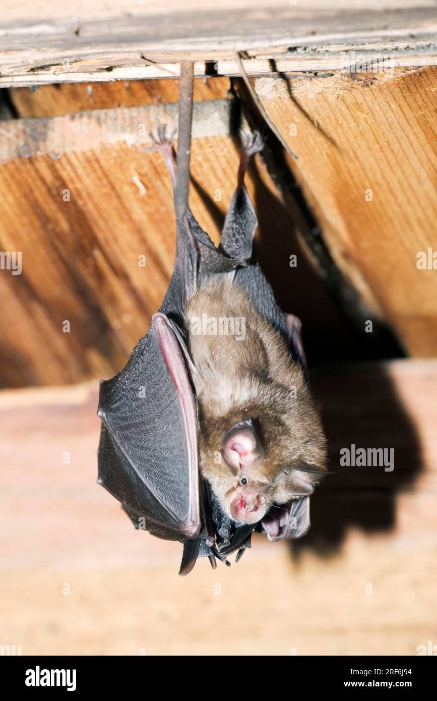 Kleiner Hufeisfledermaus (Rhinolophus hipposideros) mit jung, Pinzgau, Österreich Stockfoto