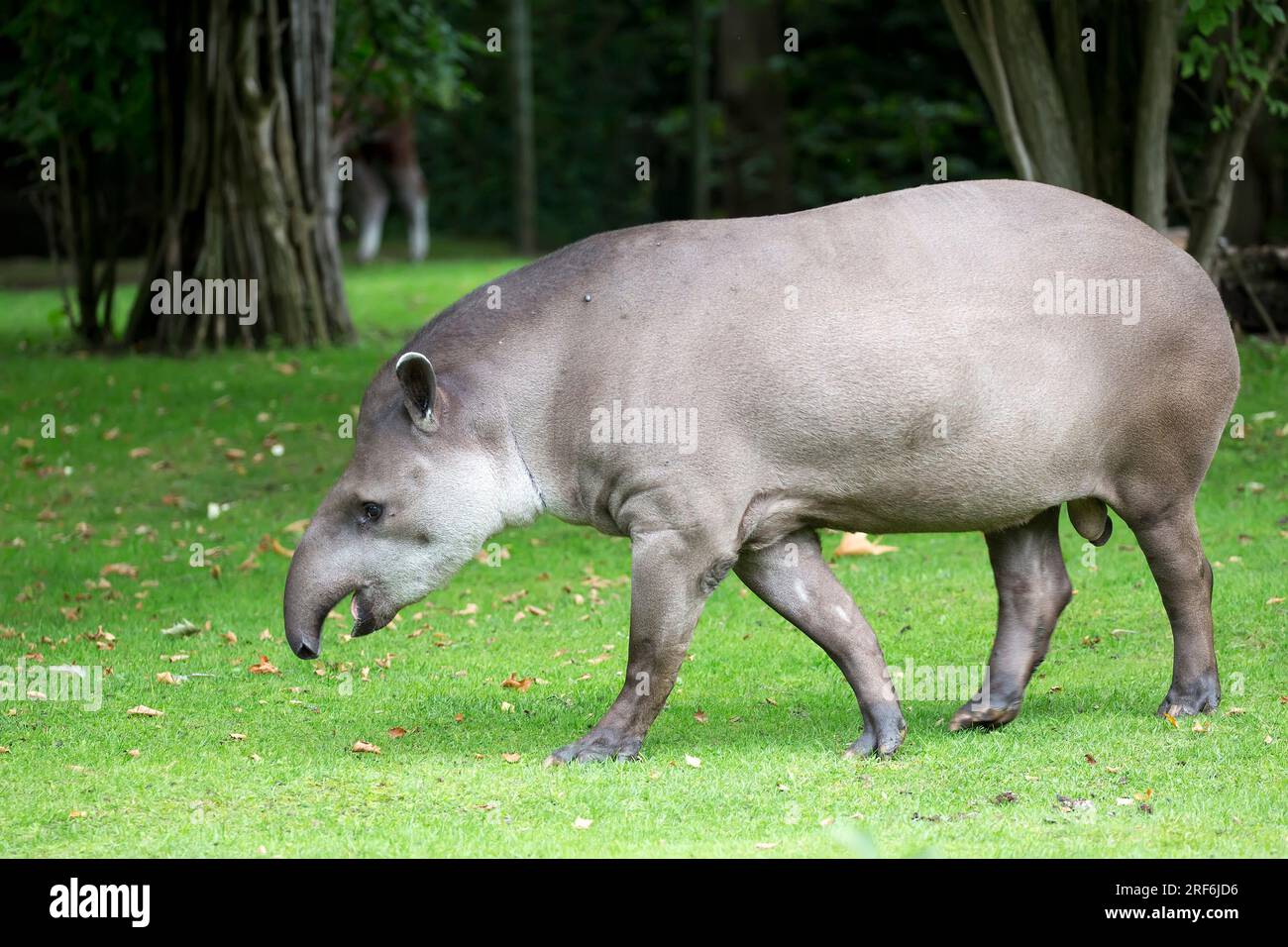 Tapir auf einer Lichtung auf der Flucht Stockfoto