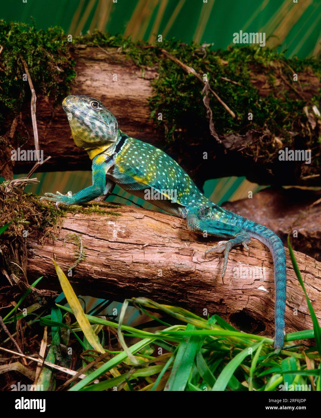 Collared Lizard (Crotaphytus collaris) Stockfoto