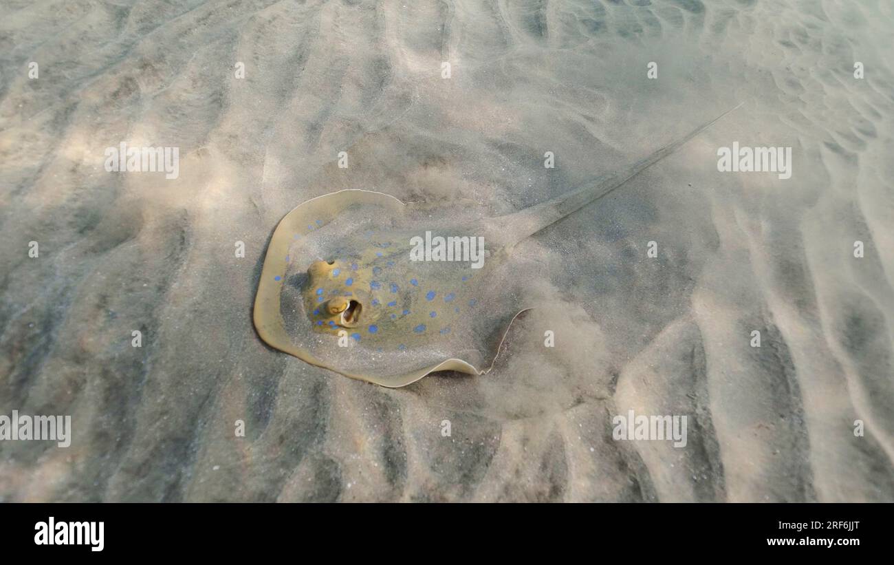 Stingray sucht an sonnigen Tagen unten nach Essen. Blauer Stachelrochen oder blauer Bändchen (Taeniura Lymma) gräbt Sand auf dem Meeresboden Stockfoto