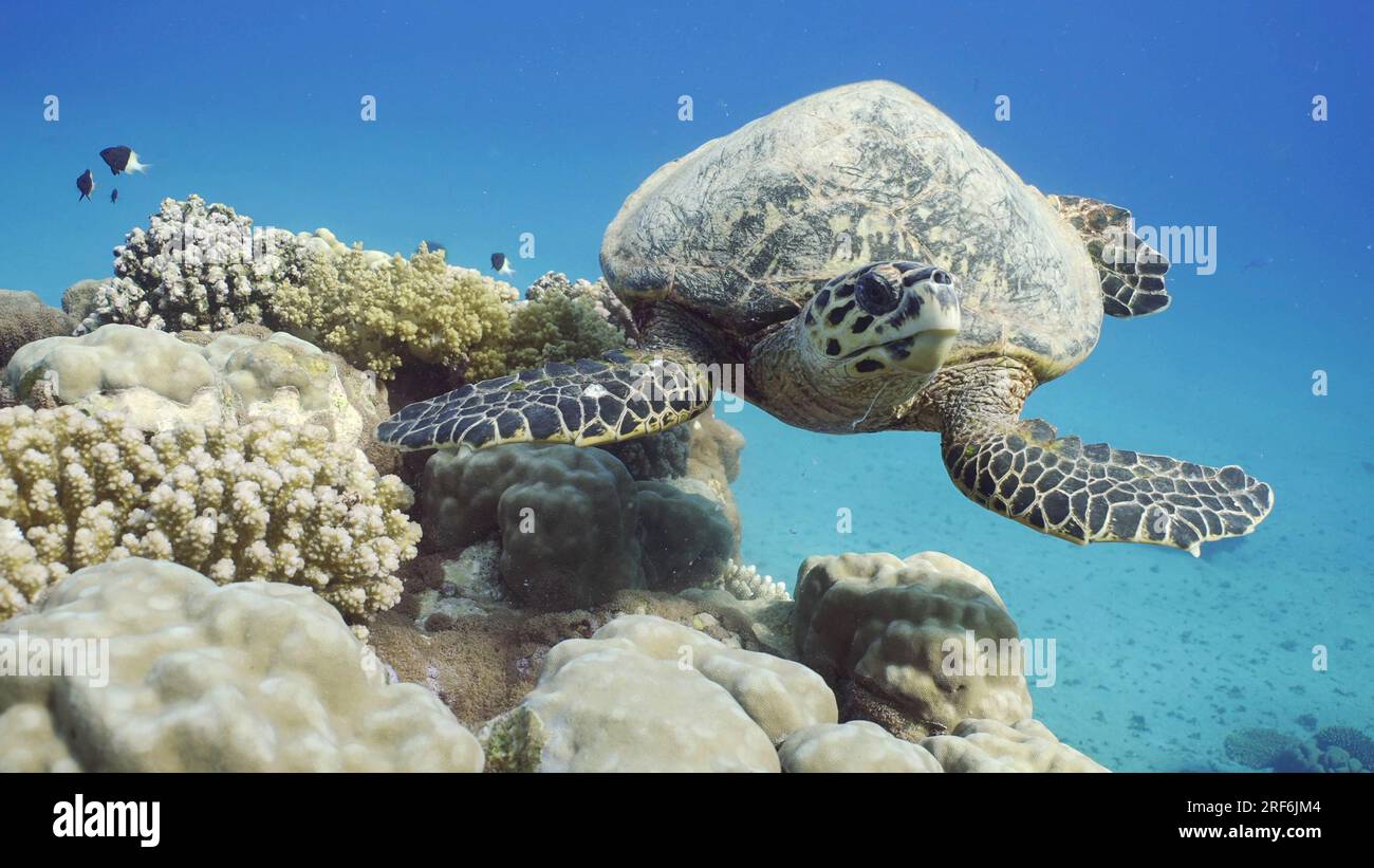 Vor der Hawksbill Sea Turtle oder Bissa (Eretmochelys imbricata) wunderschönes tropisches Korallenriff, Rotes Meer, Ägypten Stockfoto