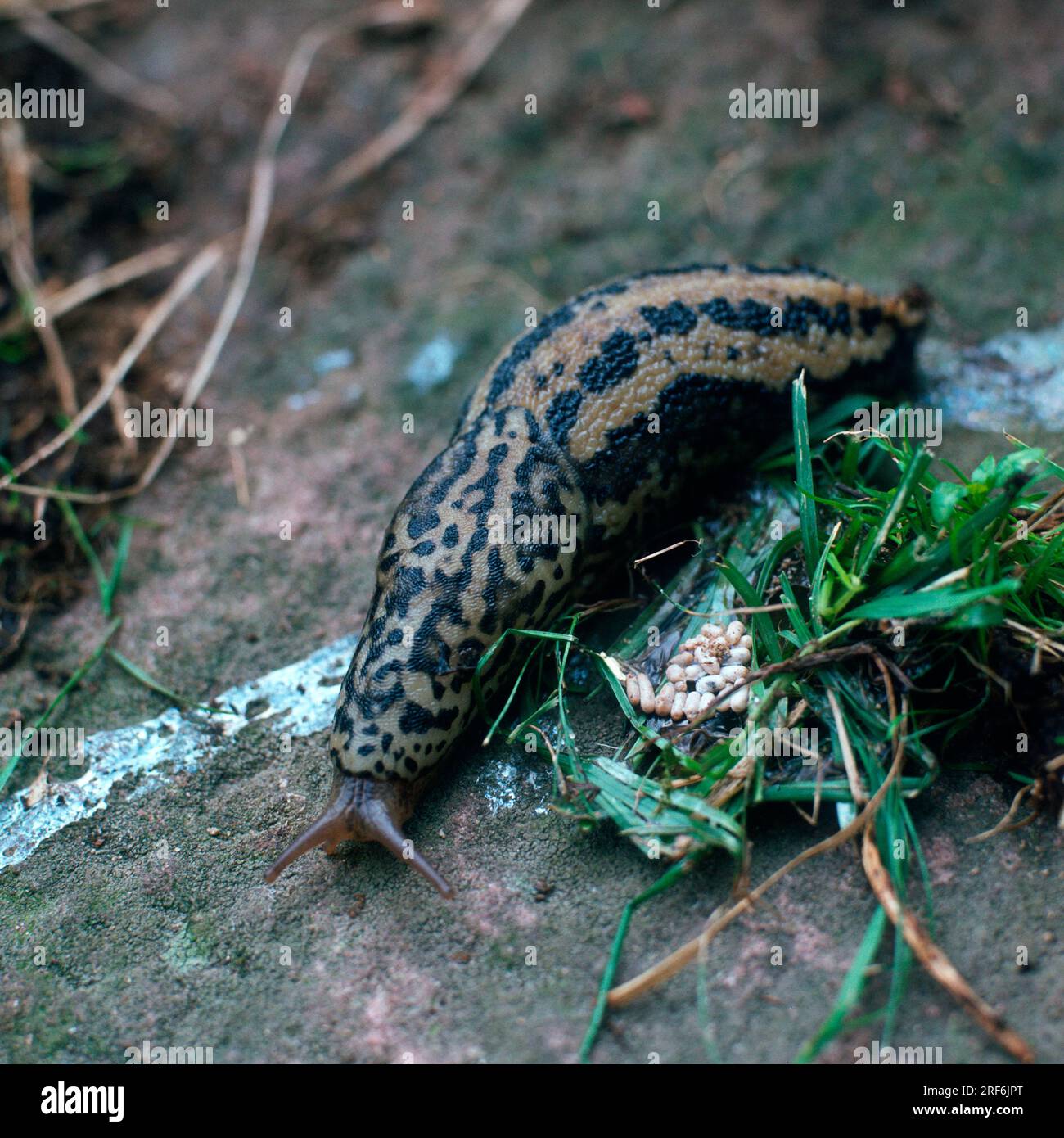 Tigerschnecke, große Schnecke, große Eierschnecke (Limax maximus) Stockfoto