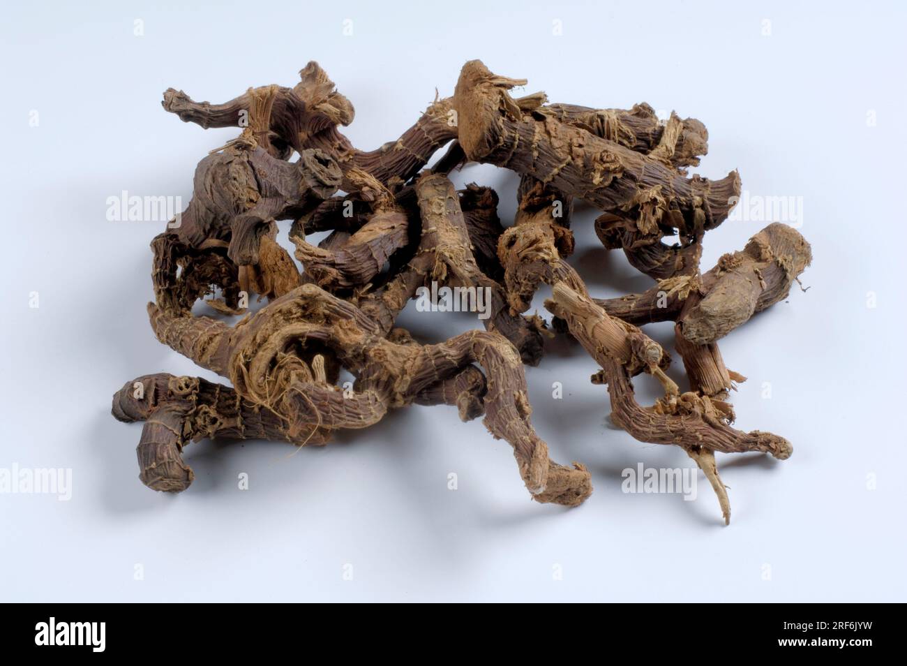 Galangalwurzel, Alpinia galanga (Alpinia galanga) thailändischer Ingwer Stockfoto