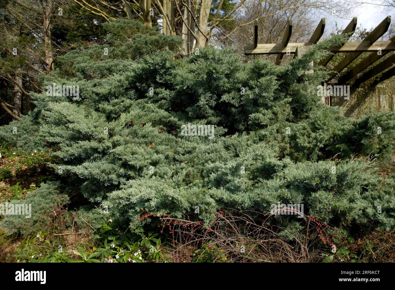 Jungzeder „Graue Eule“ (Juniperus virginiana) Stockfoto
