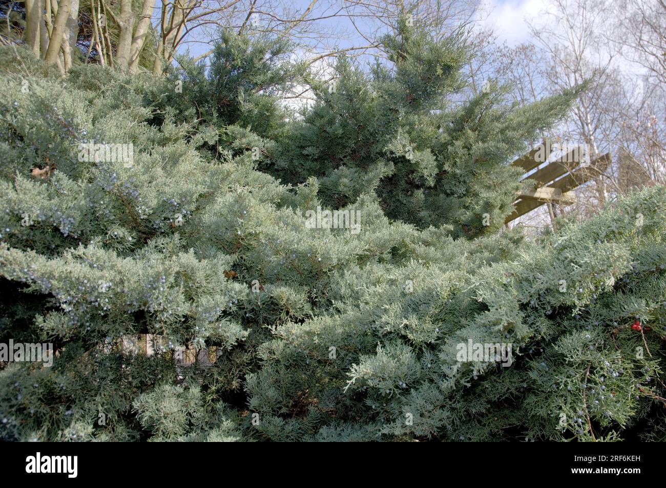 Jungzeder „Graue Eule“ (Juniperus virginiana) Stockfoto