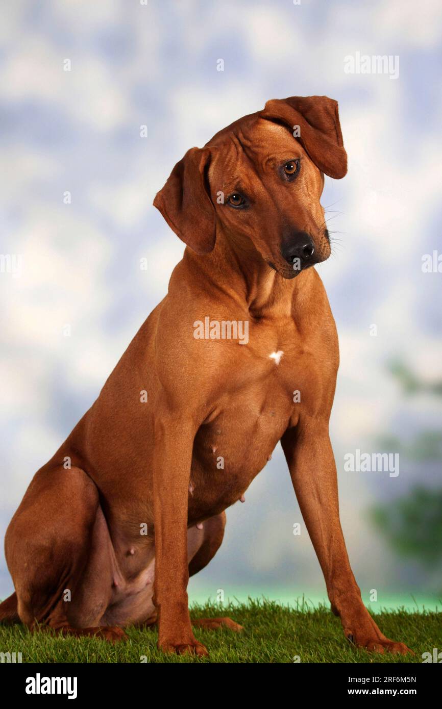 Rhodesian Ridgeback, auch bekannt als afrikanischer Löwenhund Stockfoto