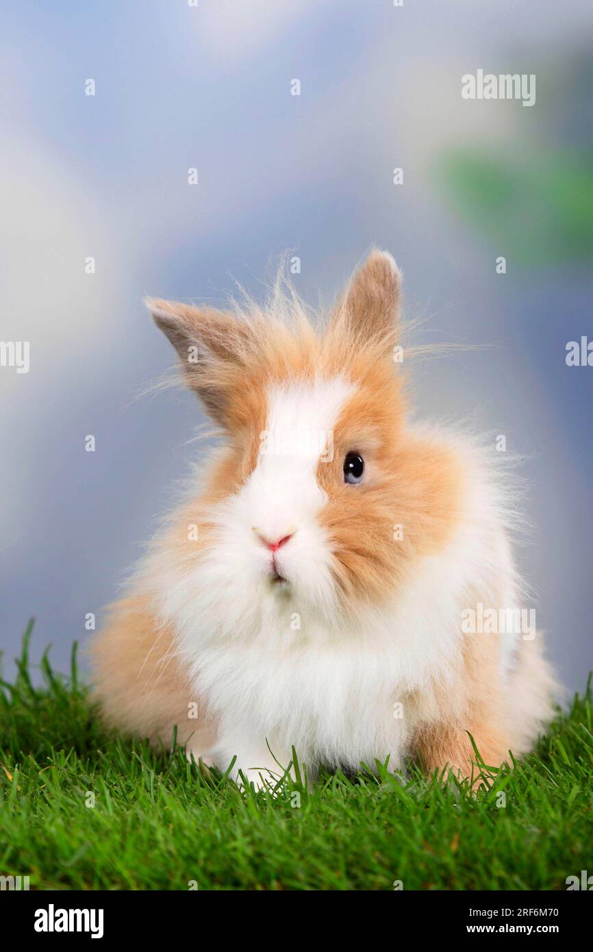 Zwergkaninchen mit Löwenmane, Löwenkopf-Kaninchen, Hauskaninchen, Zwergkaninchen Stockfoto