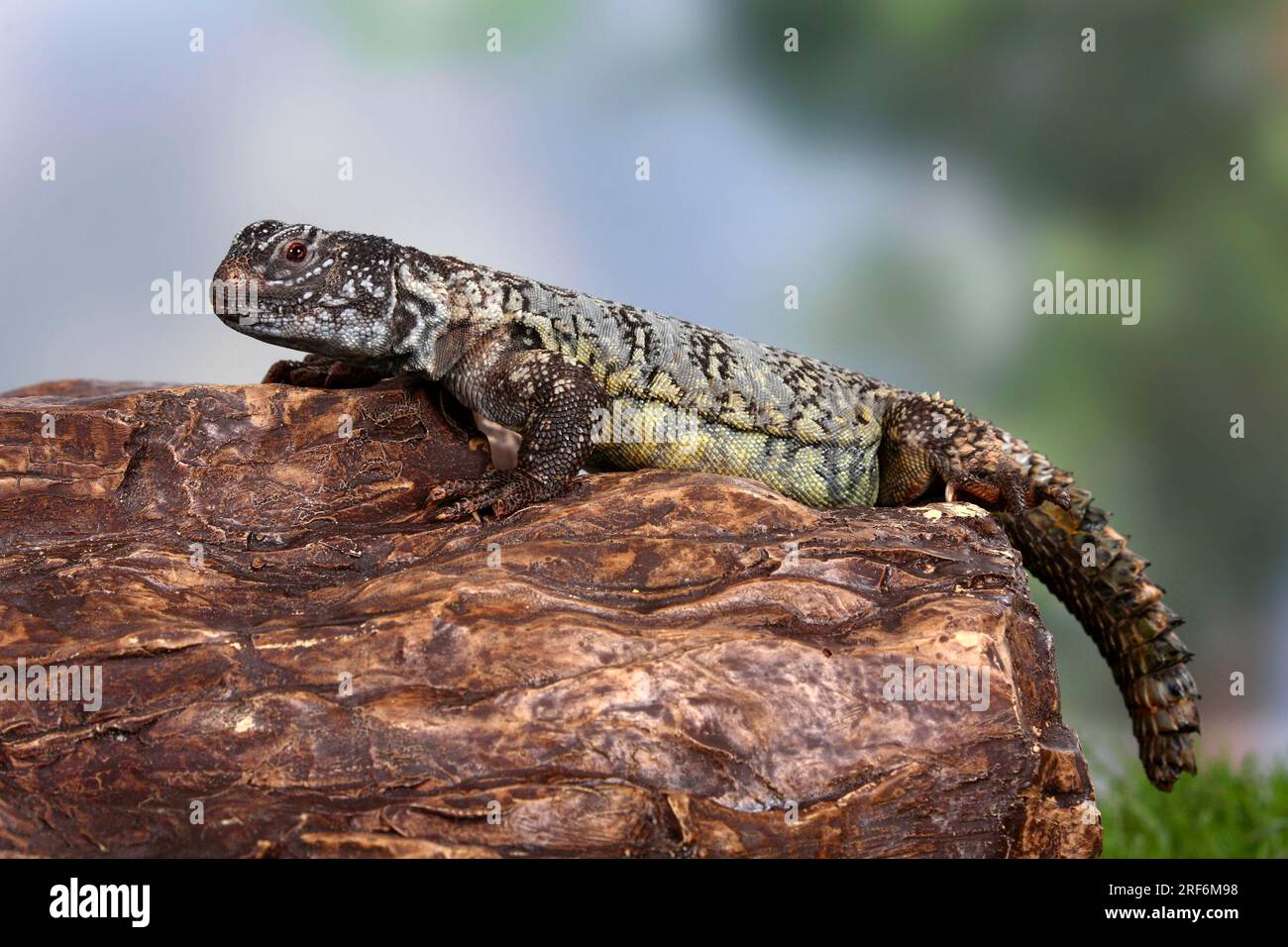 nordafrikanischer Dornschwanzagama (Uromastyx acanthinurus), variabler Spiny-tail, Agamas Stockfoto