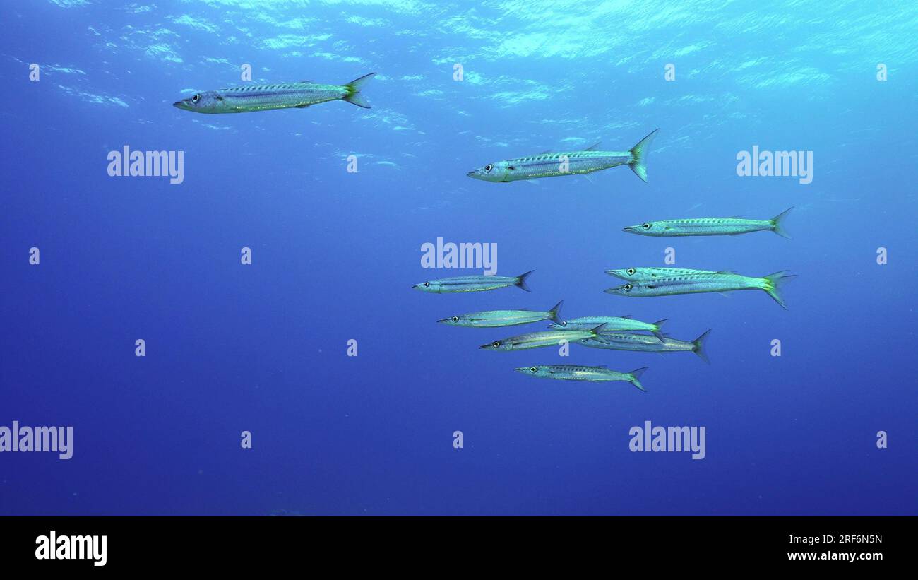 Gruppe von Gelbschwanz-Barracuda (Sphyraena flavicauda) schwimmt in blauer Tiefsee, rotem Meer, Safaga, Ägypten Stockfoto