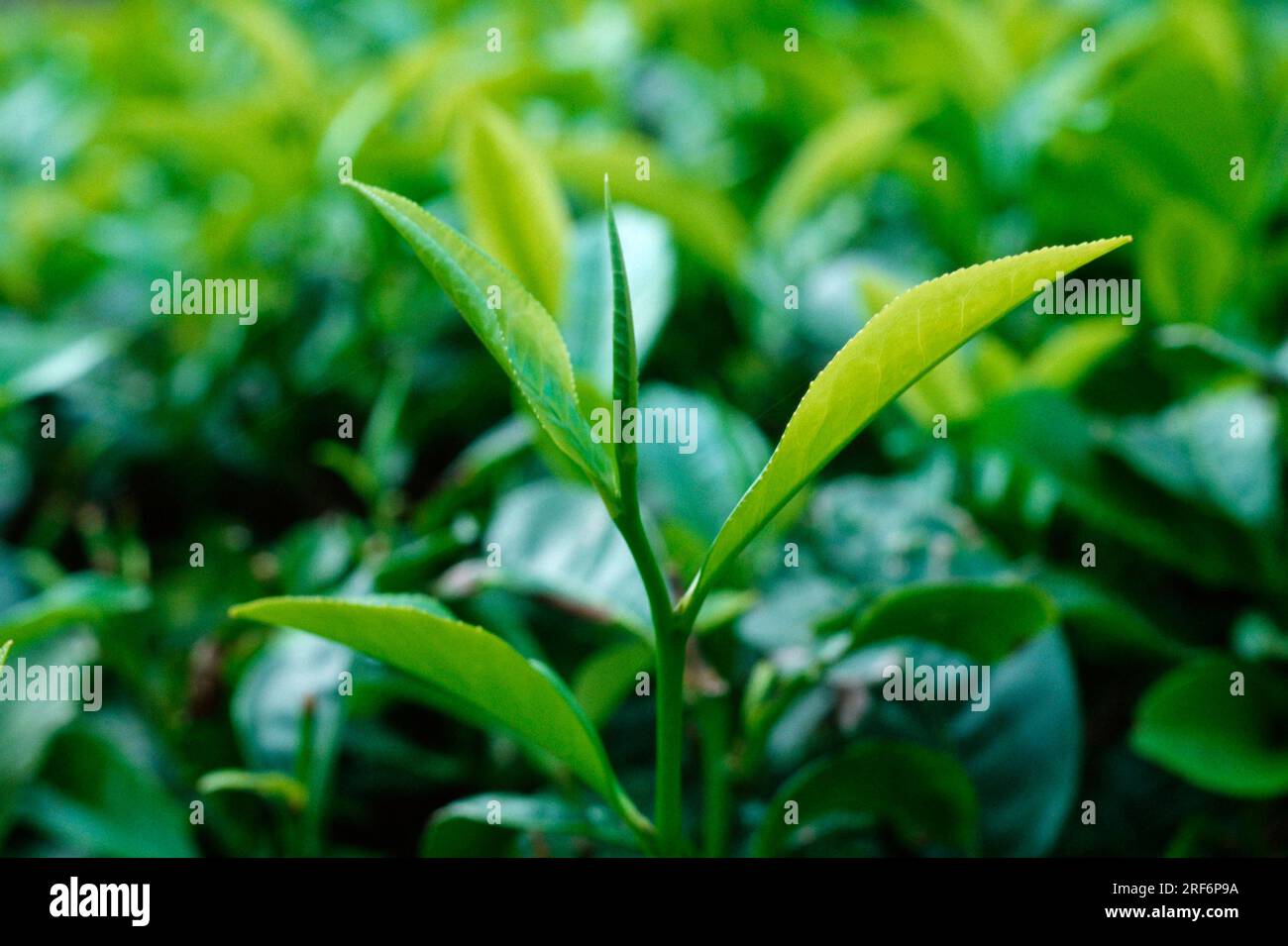 Teepflanze, Nuwara Eliya, Sri Lanka Stockfoto