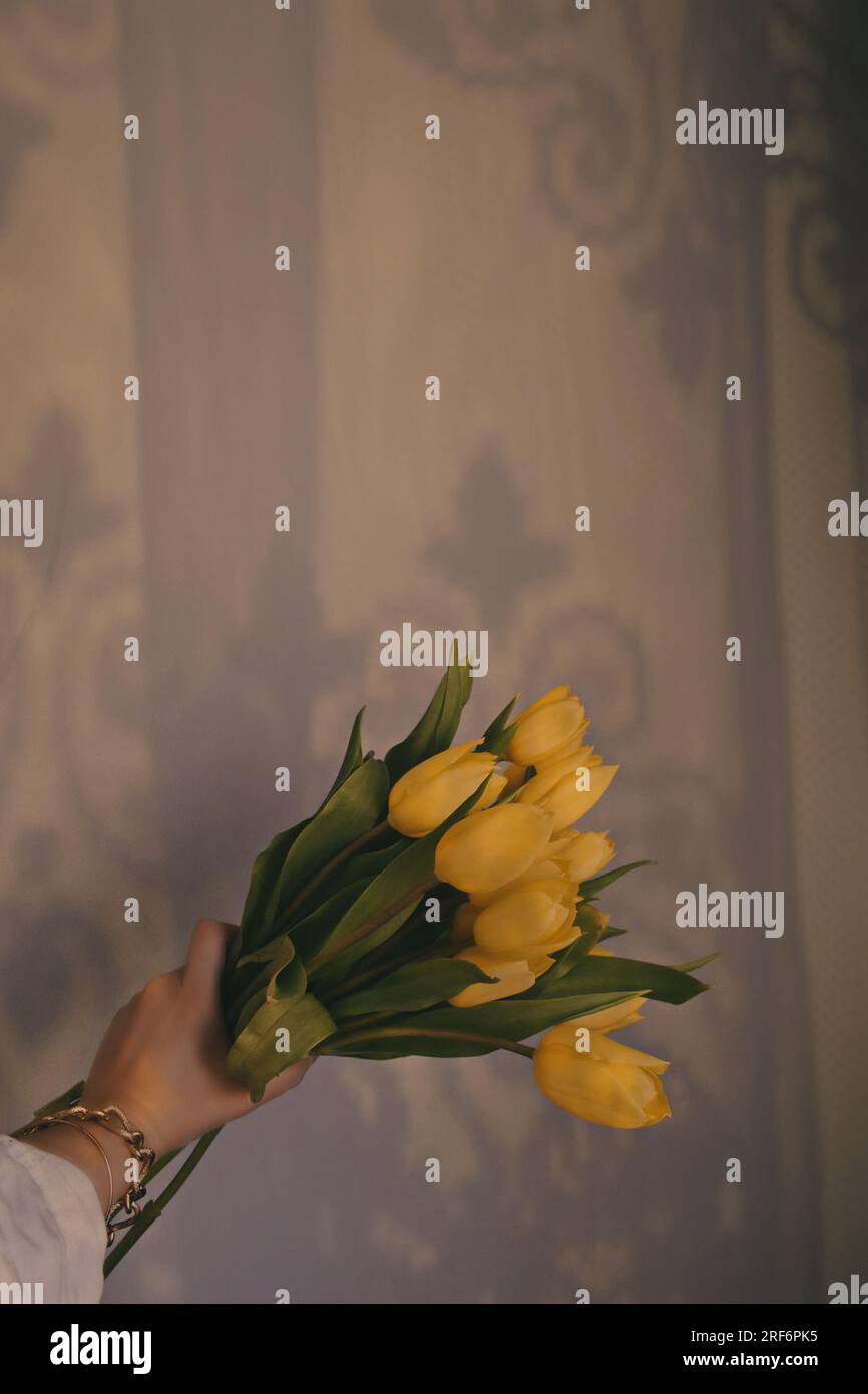 Tulpen, Tulpen Ästhetik, gelbe Tulpen, Tulpen Stockfoto