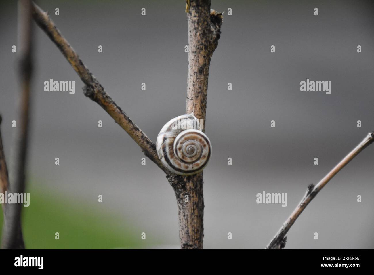 Schnecke Stockfoto