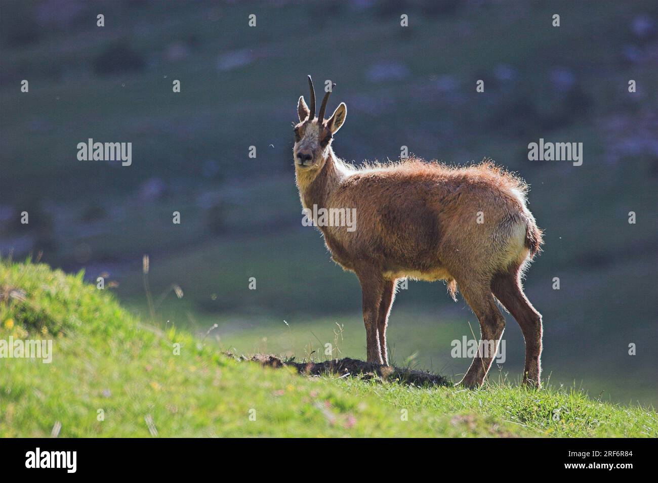 Pyrenäische Chamois, Männlich, Ordesa-Nationalpark, Pyrenäen, Spanien (Rupicapra rupicapra pyrenaica) Stockfoto