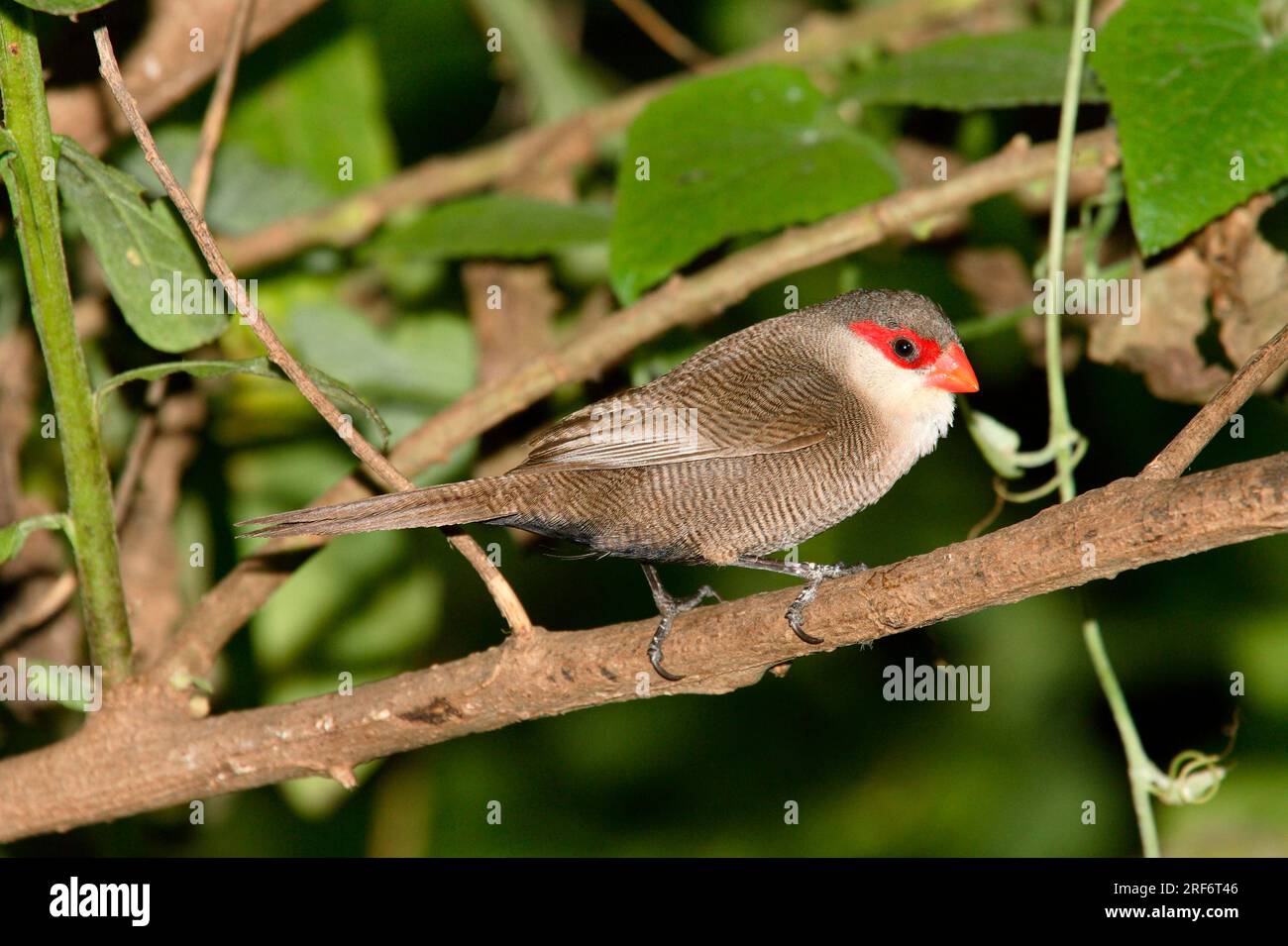 Estrilda astrild, Kenia Stockfoto