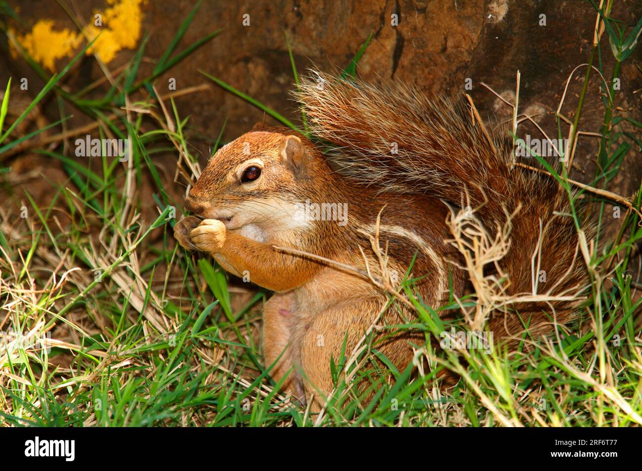 Ungestreiftes Eichhörnchen (Xerus rutilus), Samburu Game Reserve, schlanker Streifenhörnchen, Kenia Stockfoto