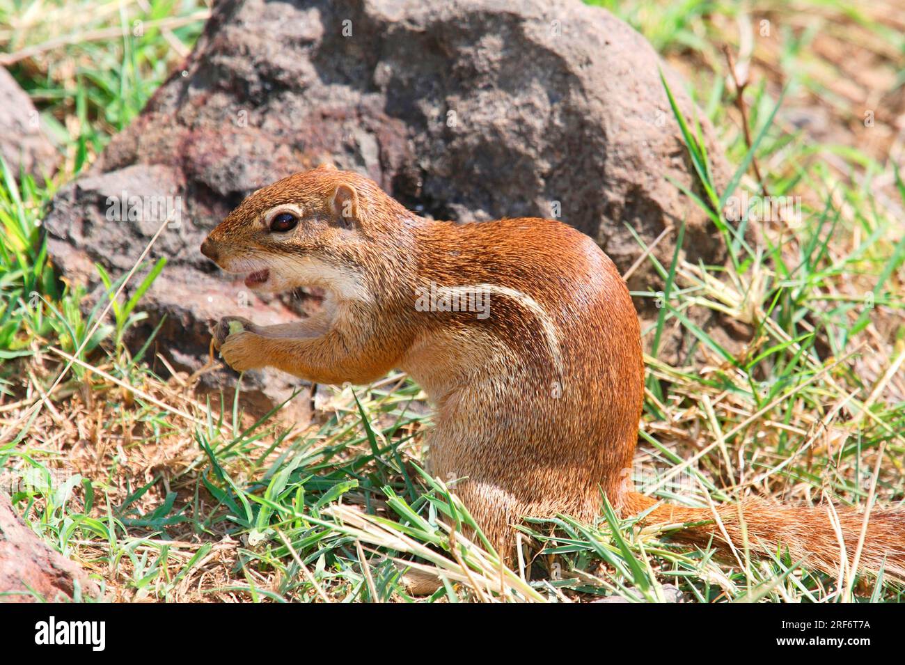 Ungestreiftes Eichhörnchen (Xerus rutilus), Samburu Game Reserve, schlanker Streifenhörnchen, Kenia Stockfoto