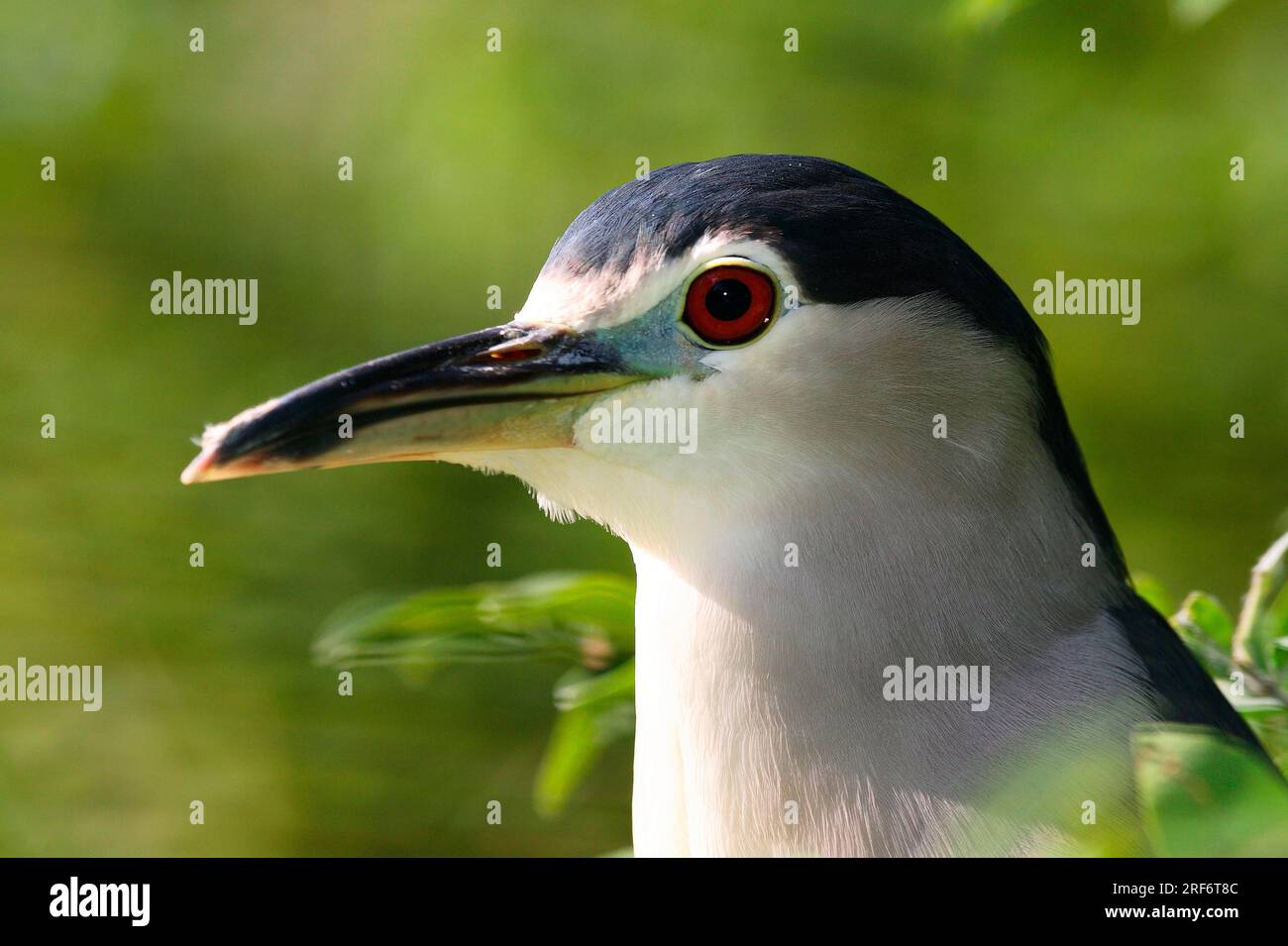 Schwarz-gekrönt-Nachtreiher (Nycticorax Nycticorax) Stockfoto