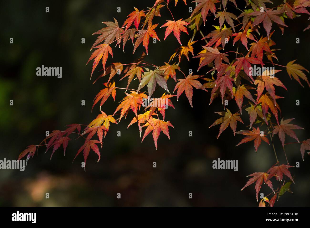 Rote Herbstblätter auf einem japanischen Ahornbaum (Acer palmatum) (Izumi no Mori Park, Kanagawa, Japan. Stockfoto