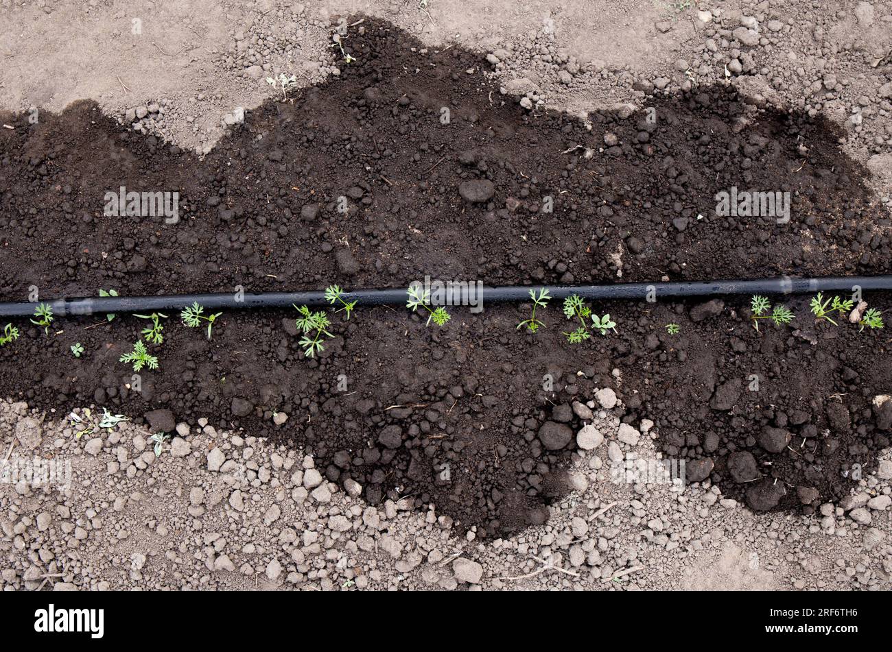 Oberirdischer Tauchschlauch im Gemüsegarten, der im Frühling junge Karotten im Freien bewässert. Zeigt nassen Boden um den Schlauch des Abscheiders. Stockfoto