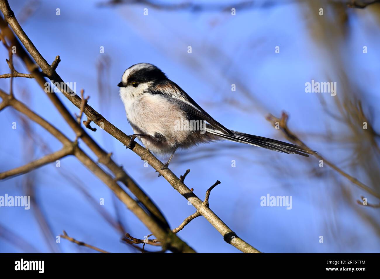 Schwanzmeise, Aegithalos caudatus, im Naturschutzgebiet Kirchwerder Wiesen in Hamburg, Deutschland Stockfoto