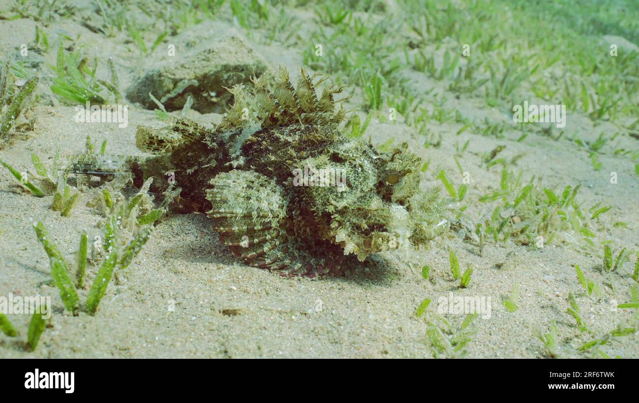 Nahaufnahme des Bärtigen Skorpionfisches (Scorpaenopsis barbata) läuft auf Flossen auf sandigem Boden bedeckt mit grünen Algen, glattem Seegras (Cymodo) Stockfoto