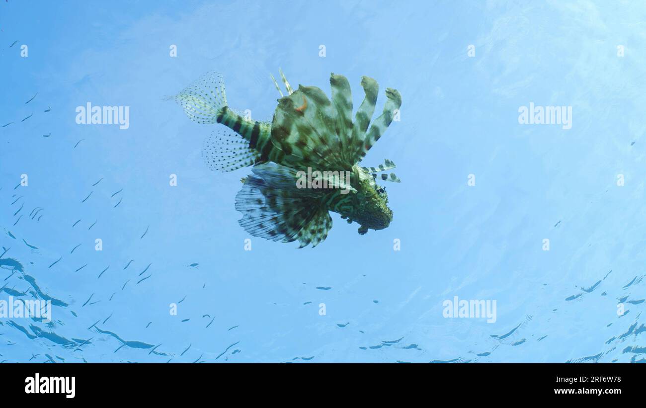 Blick von unten auf gemeine Lionfische oder Rote Lionfische (Pterois Volitans), die unter der Wasseroberfläche schwimmen und auf Hardyhead Silverside Fischen (Atherinomo Stockfoto