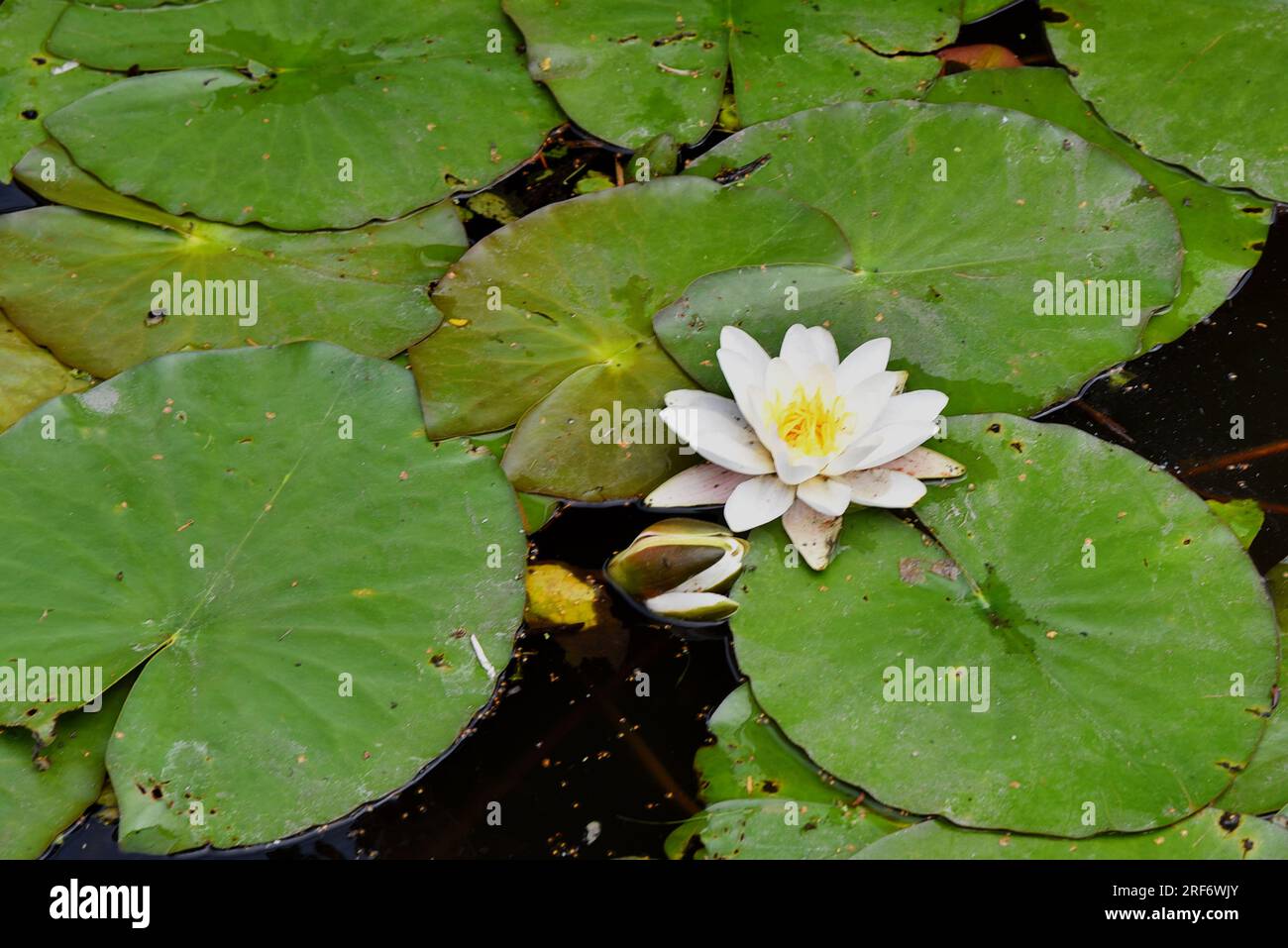 Broek op Langendijk, Niederlande. July17, 2023. Blühende Wasserlilie zwischen grünen Blättern. Hochwertiges Foto Stockfoto