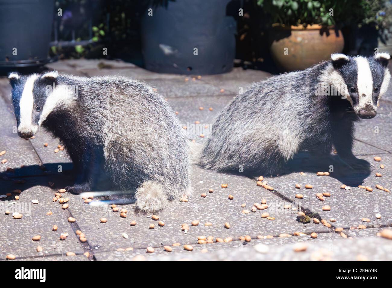 2 junge Dachs, die in die Kamera schauen Stockfoto