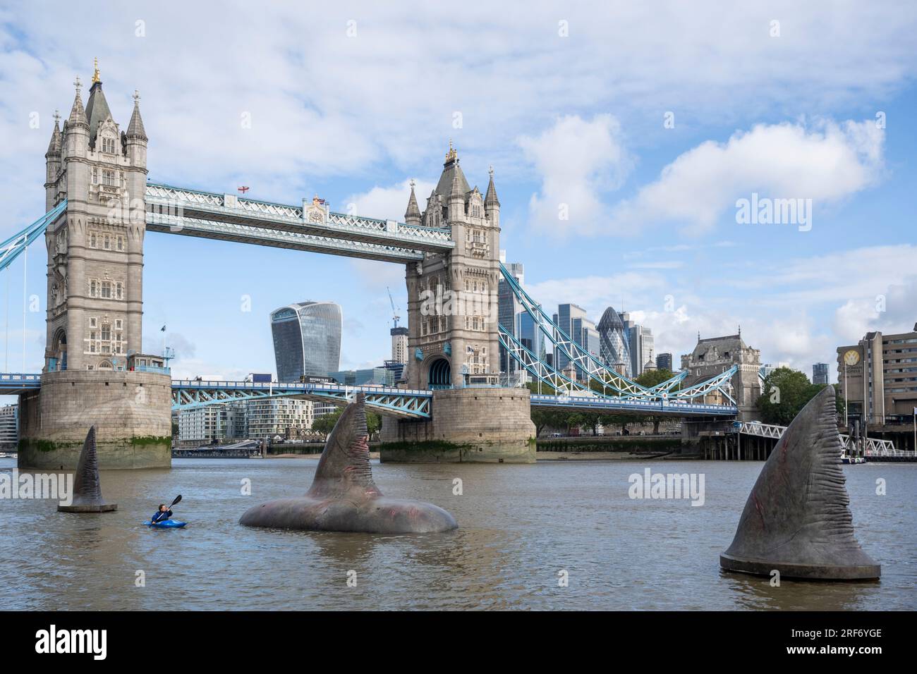 London, Großbritannien. 1. August 2023. Ein Kajakfahrer fährt an drei riesigen Megalodon-Haifischflossen vorbei, die sich scheinbar an der Oberfläche der Themse in der Nähe der Tower Bridge erheben, um für die Freigabe der Warner Bros. In Großbritannien am 4. August zu werben Filmfilm „Meg 2: The Trench“ mit Jason Statham. Laut dem Naturkundemuseum war die prähistorische Art, bekannt als Otodus megalodon, der größte Hai der Welt und einer der größten Fische, die es je gab. Kredit: Stephen Chung / Alamy Live News Stockfoto