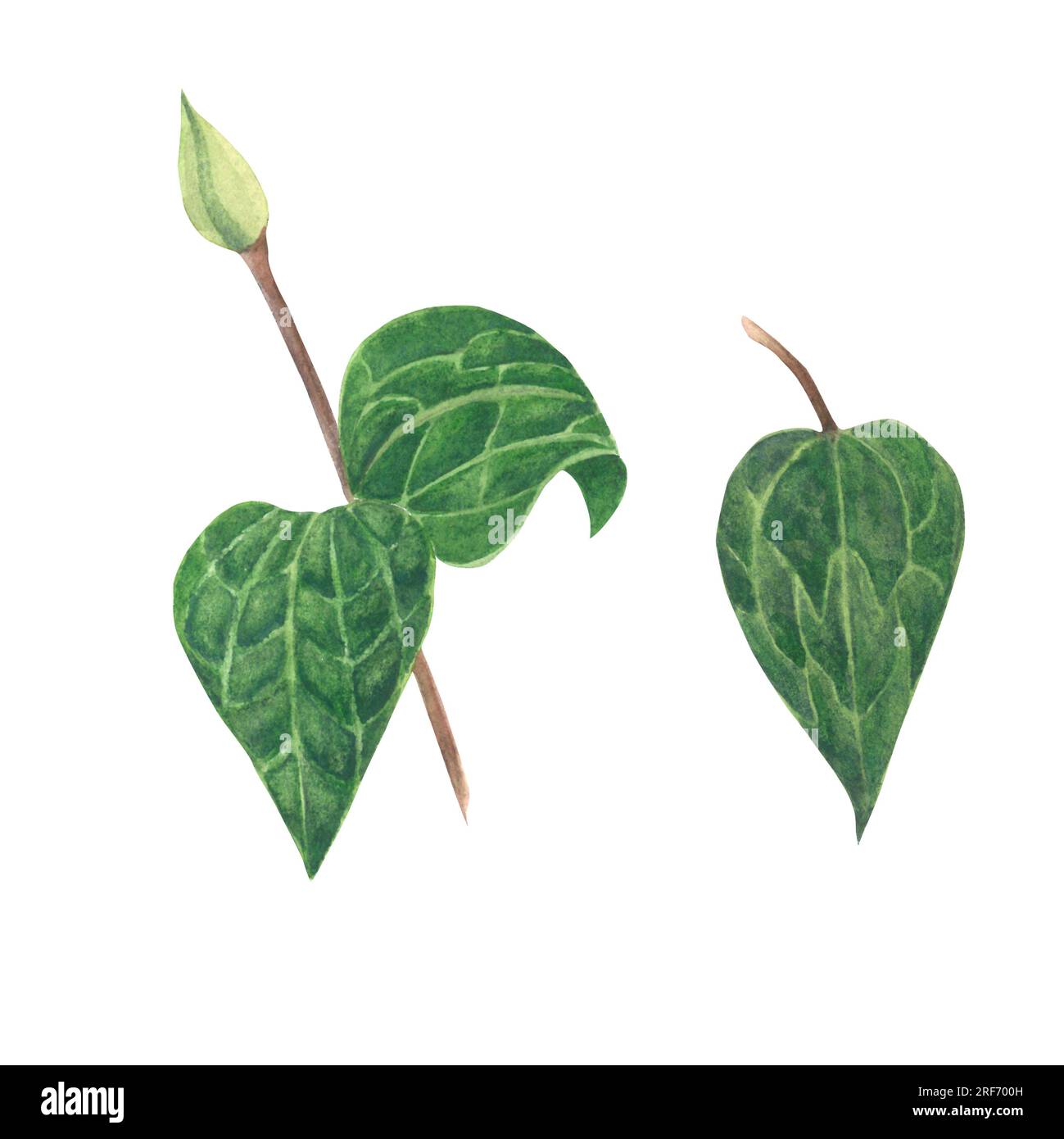 Aquarelle Darstellung von Clematis. Set aus grünem Blatt und von Hand gefertigten Knospen, isoliert auf weißem Hintergrund Stockfoto