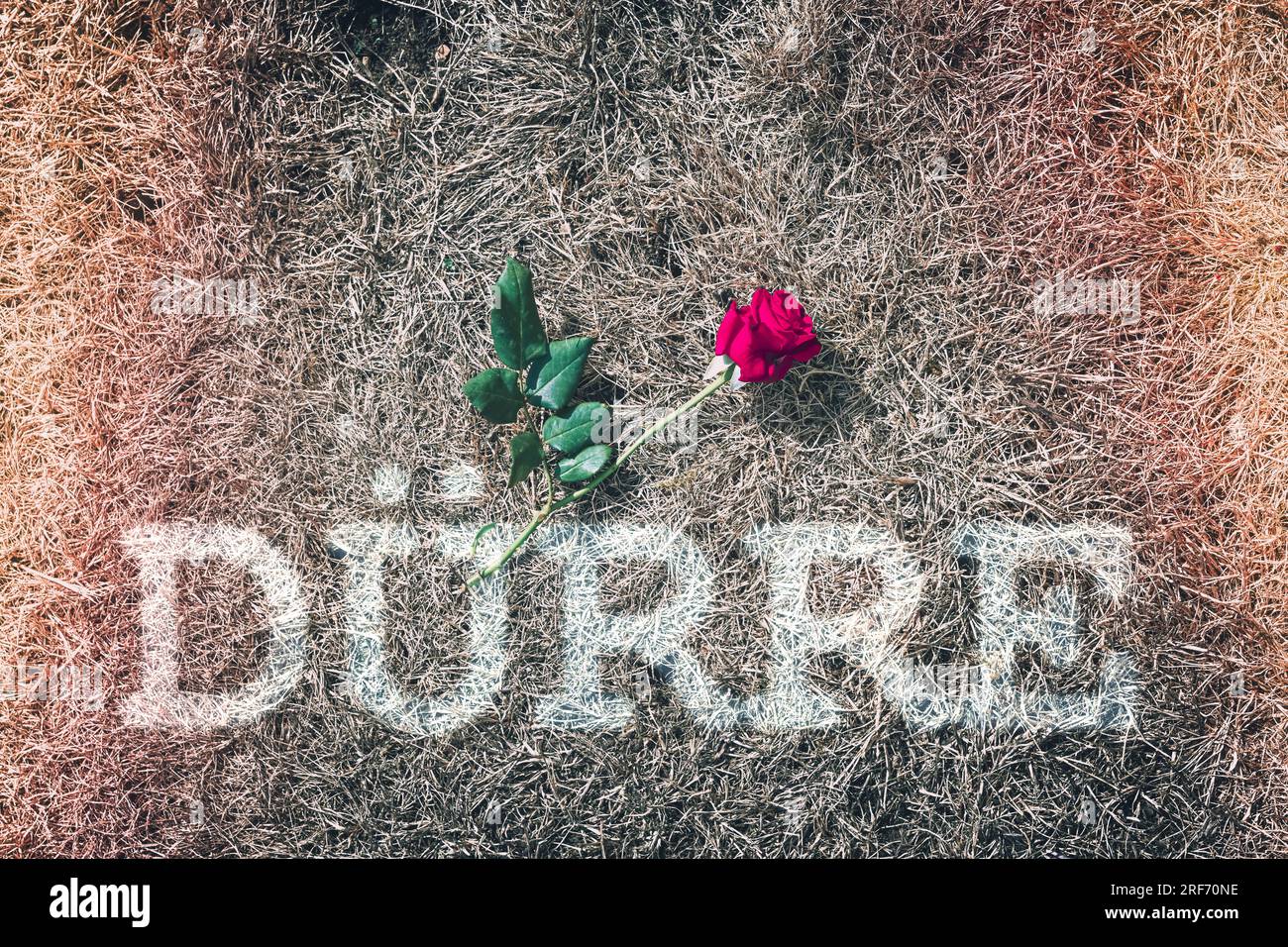 FOTOMONTAGE, Rote Rose liegt auf vertrocknetem Rasen mit Schriftzug Dürre Stockfoto