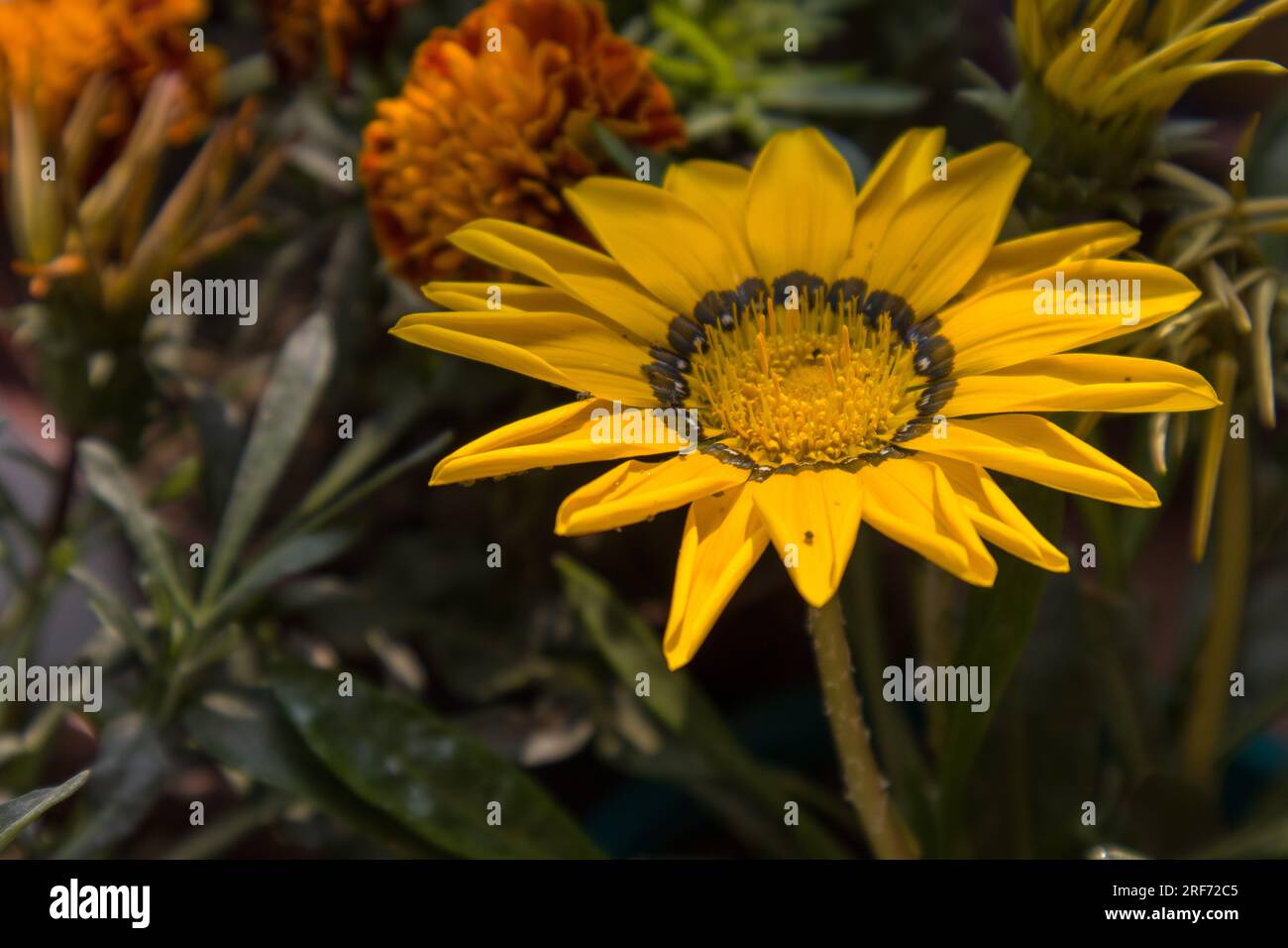Bunte Blumen von Bangladesch Stockfoto