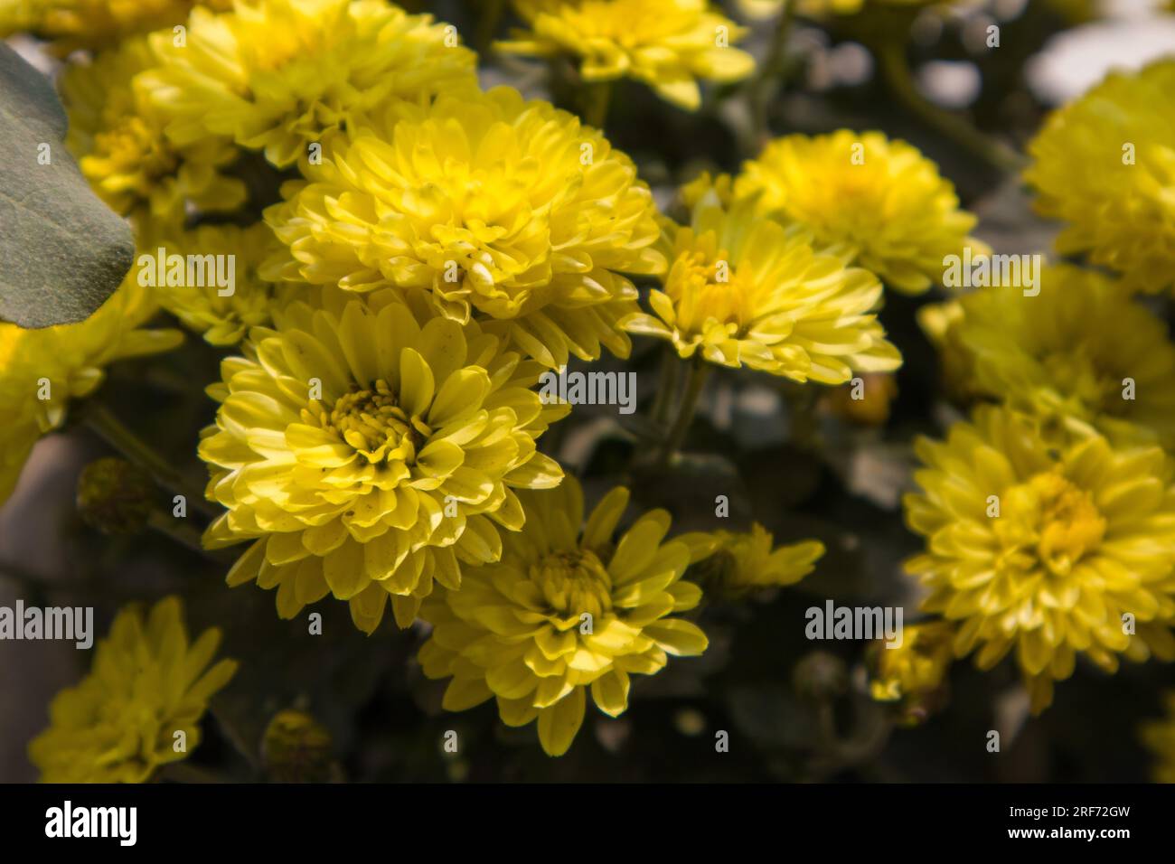 Bunte Blumen von Bangladesch Stockfoto
