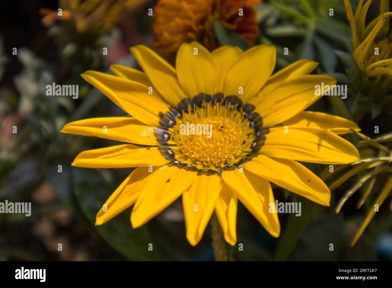 Bunte Blumen von Bangladesch Stockfoto