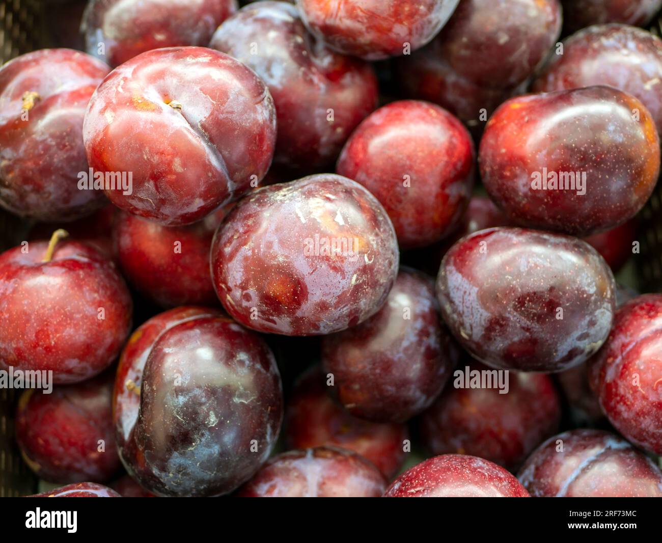 Ein Haufen roter Pflaumenfrüchte Prunus americana im Supermarkt. Stockfoto