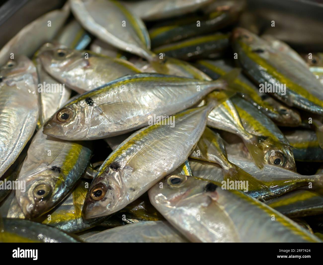 Frischer gelber Streifen Trevally, Thin scale Trevally Fish im Supermarkt in Yogyakarta, Indonesien. Stockfoto