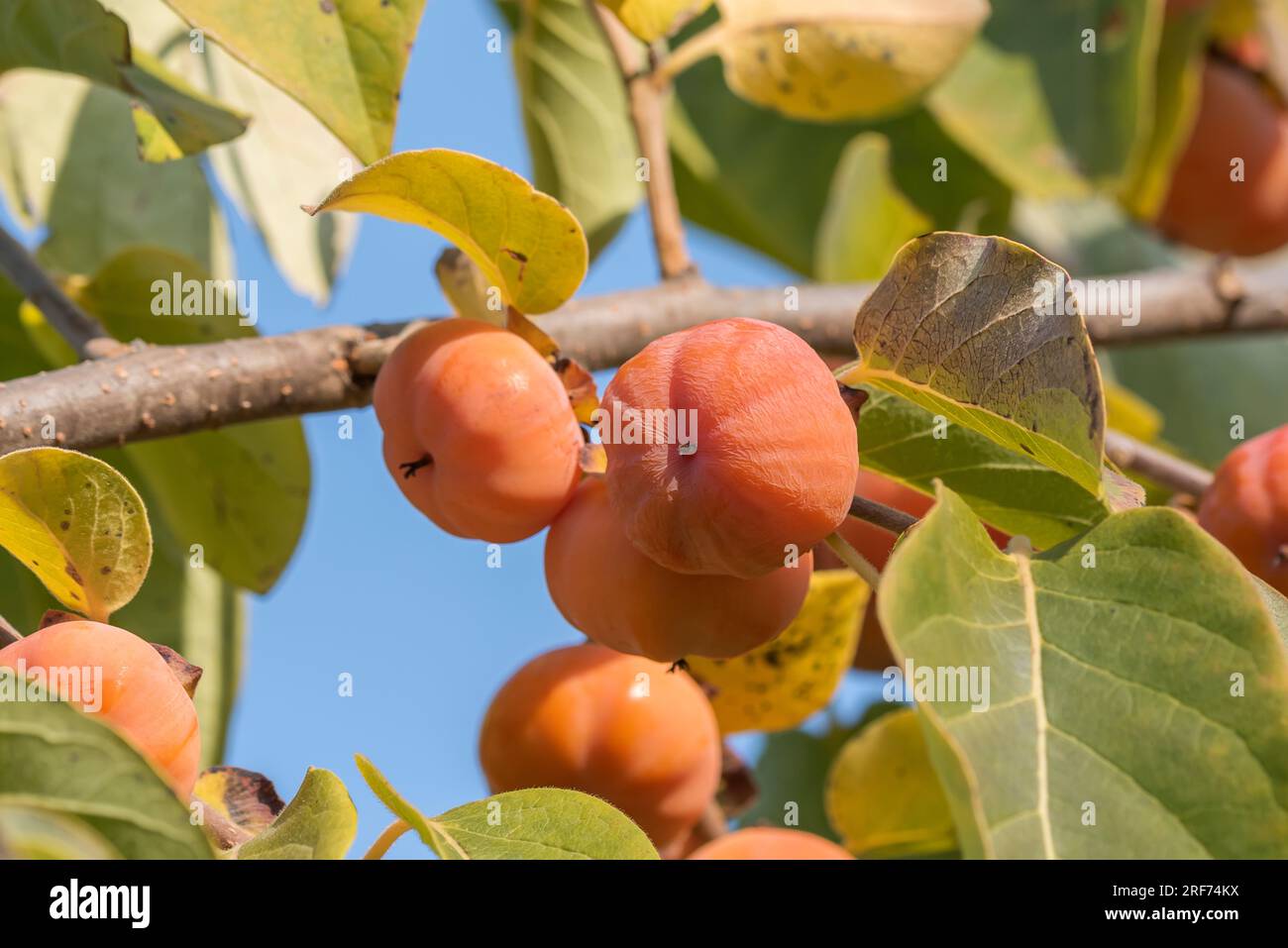 Kalkipflaume (Diospyros kaki) Stockfoto