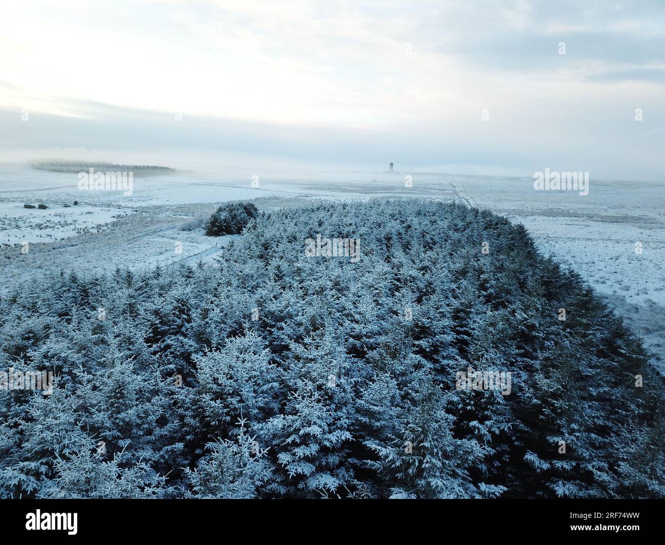 Frostige Baumkronen in der Winterszene Stockfoto