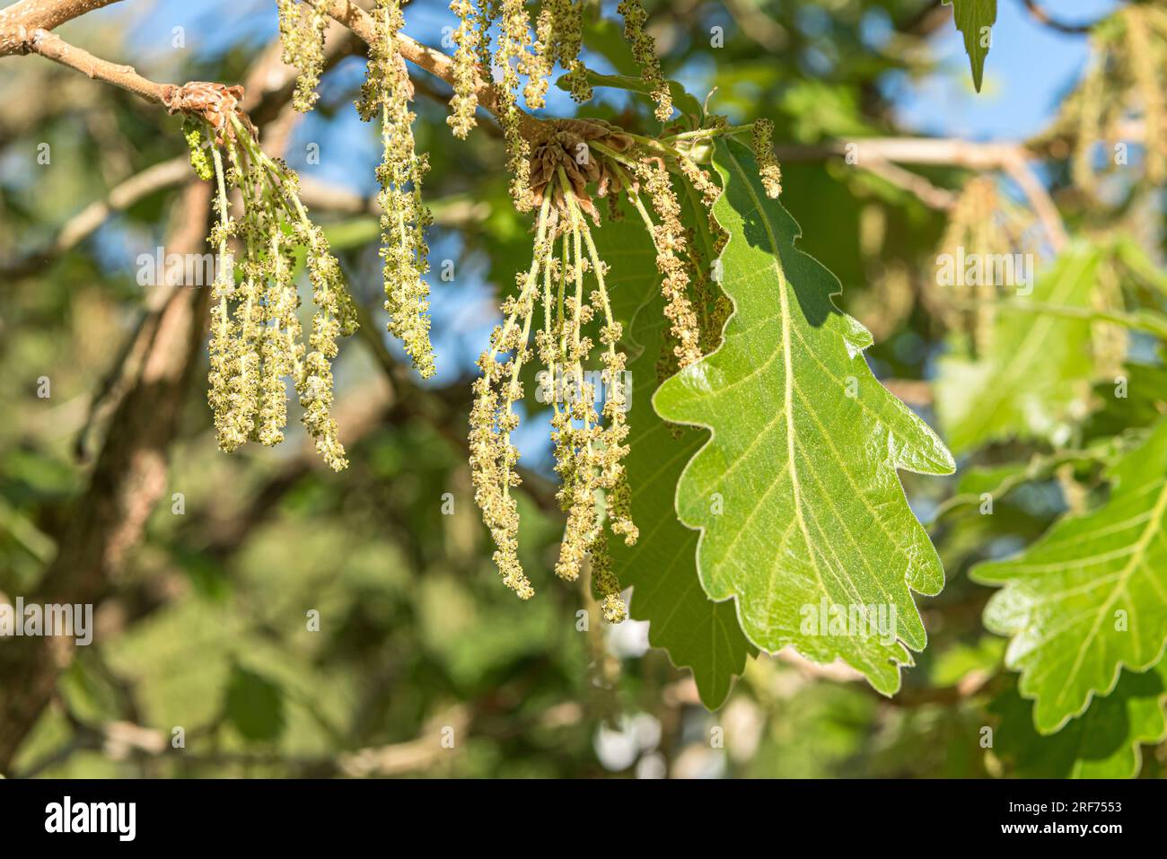 Japanischer Kaiser-Eiche (Quercus dentata „Carl Ferris Miller“) Stockfoto
