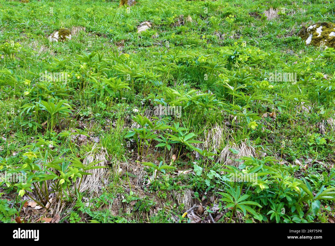 Grüne Helleborus-Duftblüten auf einer Wiese Stockfoto