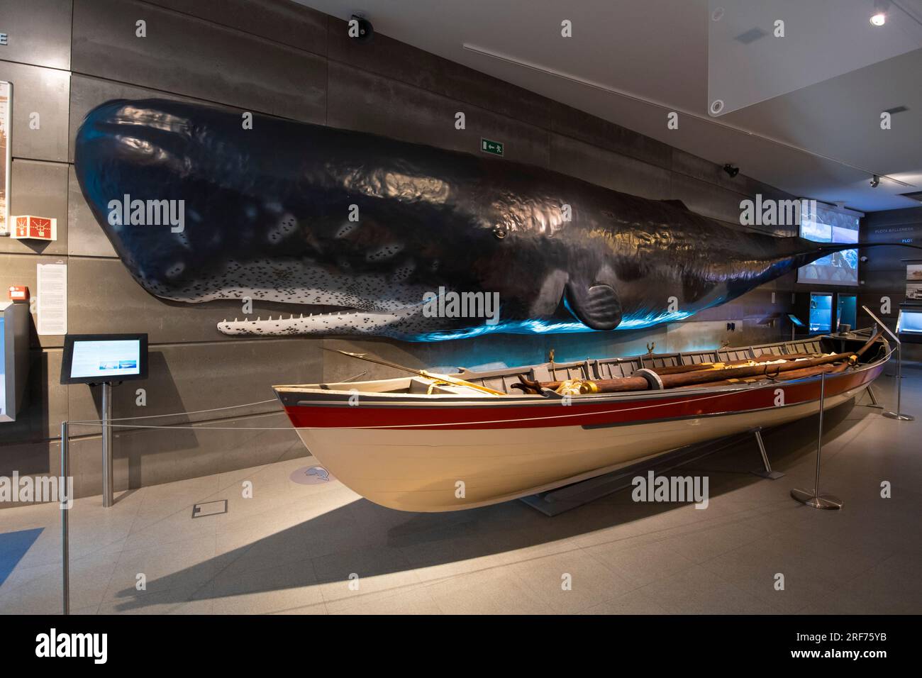 historische Fangboote im Größenvergleich zu einem jungen Potwal (Physeter macrocephalus, SYN.: Physeter catodon), Walmuseum auf der Insel Madeira, Stockfoto